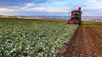 Tokat'ta Sel ve Dolu Felaketi Çiftçileri Vurdu: Ziraat Odası Destek Sözü Verdi