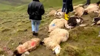 Van'ın Çaldıran ilçesinde 30 koyun yıldırım isabetiyle telef oldu
