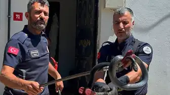 Adıyaman'da bir evin lavabosundan çıkan yılan mahallede korku dolu anlar yaşattı