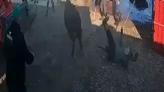Afyonkarahisar'da Kurbanlık Boğa Saldırdı: 5 Yaralı