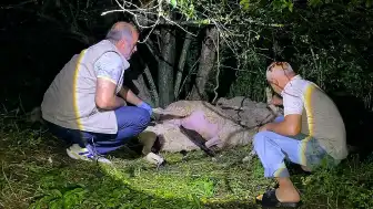 Bursa'nın İnegöl ilçesinde yıldırım düşmesi sonucu 6 koyun telef oldu