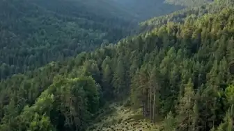 İspanya'daki Kantabria Orman Tavuğu Koruma Projesinde İlk Aşama Sonuçları Açıklandı