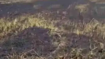 Şanlıurfa Siverek'te Arazi Yangını: 3 Yaralı ve Büyük Hasar