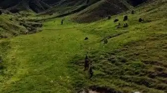 Tunceli'de Mantar Toplarken Ayı Saldırısı: 3 Yaralı