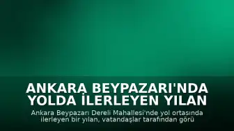 Ankara Beypazarı'nda Yolda İlerleyen Yılan Hareketliliği