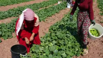 Çubuk'ta 'Yeşil Altın' Hasadı Başladı