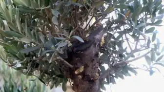 Hatay'da Arıcıların Dikkatli Müdahalesi: Zeytin Ağacındaki Arı Oğulu Kovanla Toplandı
