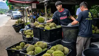 Malezya'dan Çin Pazarı İçin Yeni Lojistik Hamlesi: Durian İhracatında Karayolu Dönemi
