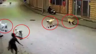 Ordu'da Sokak Köpeklerinin Saldırısına Uğrayan Çocuk Esnafın Müdahalesiyle Kurtarıldı
