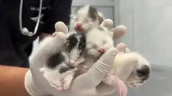 Tarsus'ta Çöp Konteynerinden Ses Gelen Poşetin İçinden 5 Yavru Kedi Çıktı