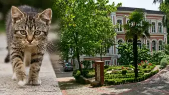 Yıldız Teknik Üniversitesi'nde Hayvanların Kampüsten Uzaklaştırılmasına İlişkin Tartışmalar: Bir Öğretim Üyesinin Girişinin Yasaklandığı İddia Edildi