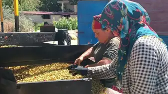 Antep Fıstığı Hasadı ve Kavlatma İşlemleri Yoğun Şekilde Devam Ediyor