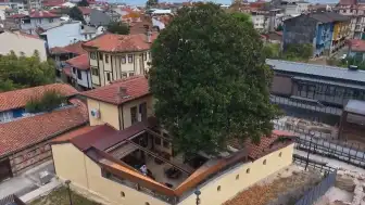 3 Asırlık Manolya Ağacı ve Zeki Müren'in Mirası Bursa'da Yaşatılıyor