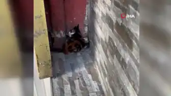 Arnavutköy'de Tabelaya Sıkışan Yavru Kedi Kurtarıldı