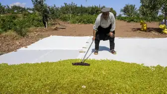 Peygamber Üzümü Hasadı Adıyaman'da Başladı