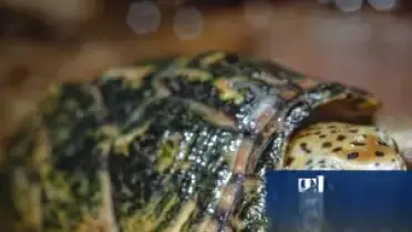 Kaliforniya'da Yabani Kaplumbağa Kaçakçılığı Girişimine Yönelik Operasyon: Bir Kişi Tutuklandı