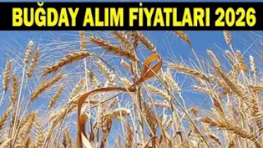 2026 Buğday ve Hububat Alım Fiyatları Henüz Açıklanmadı