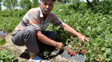 Niğdeli Çiftçi Ramazan Tüzün Elmadan Vazgeçip Çilek Üretimine Başladı