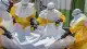 Afrika'da Ebola Can Kaybı 1000'i Aştı