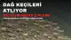 Tunceli'de Dağ Keçilerinin Kayalıklardan Atladığı Anlar Kameraya Yansıdı