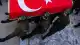Milli Savunma Bakanlığı: Fırat Kalkanı Harekat Bölgesi'nde bir asker şehit oldu