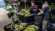 Malezya'dan Çin Pazarı İçin Yeni Lojistik Hamlesi: Durian İhracatında Karayolu Dönemi