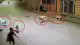 Ordu'da Sokak Köpeklerinin Saldırısına Uğrayan Çocuk Esnafın Müdahalesiyle Kurtarıldı