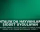 Antalya'da Hayvanlara Şiddet Uygulayan Yabancı Uyruklu Şahıs Gözaltına Alındı