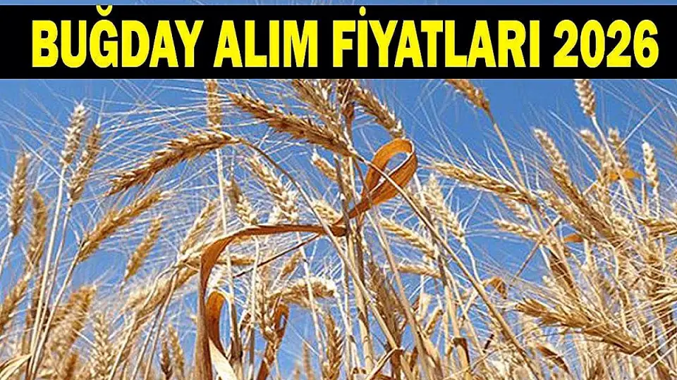 2026 Buğday ve Hububat Alım Fiyatları Henüz Açıklanmadı