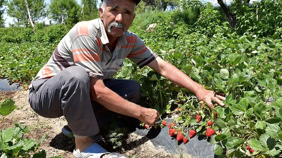 Niğdeli Çiftçi Ramazan Tüzün Elmadan Vazgeçip Çilek Üretimine Başladı