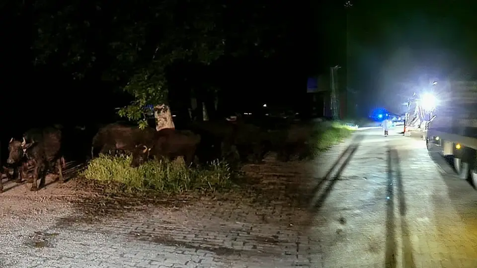 Tokat'ta Köy Sakinleri Taşkın Riski Nedeniyle Tahliye Ediliyor