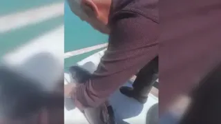 Sinop'ta Balıkçı Ağına Takılan Yunus Yavrusu Kurtarıldı