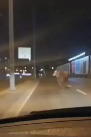 Avcılar'da D-100 Karayolu'na Çıkan Boğa Trafiği Durdurdu